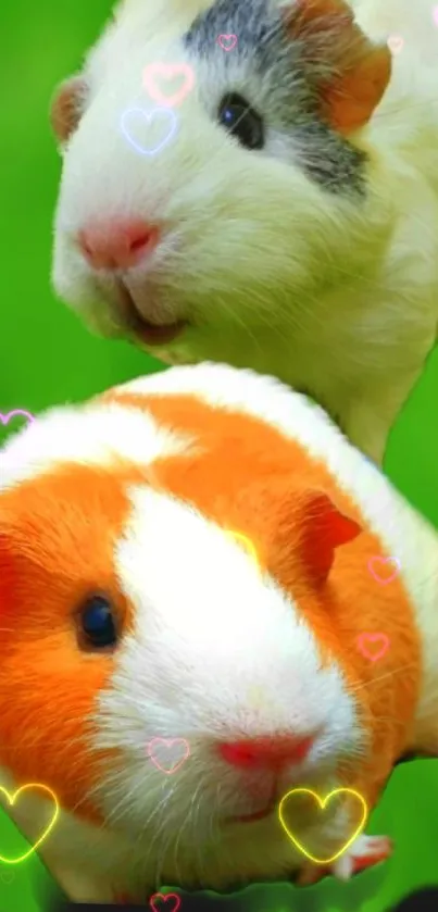 Two cute guinea pigs on a green background with colorful hearts.