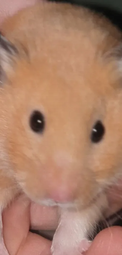 Close-up of an adorable golden hamster on a hand.