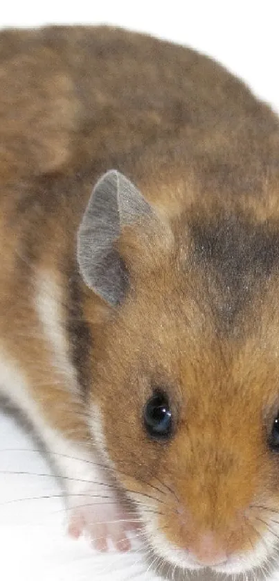 Close-up of a cute brown hamster on a white background.