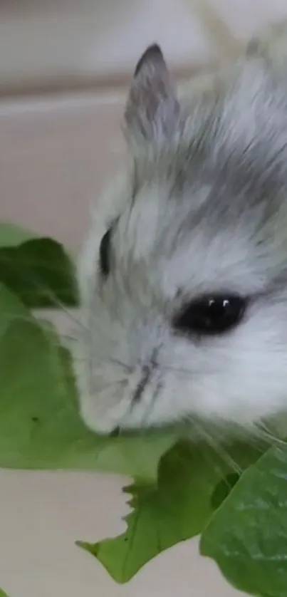 Adorable hamster munching on green leaves.