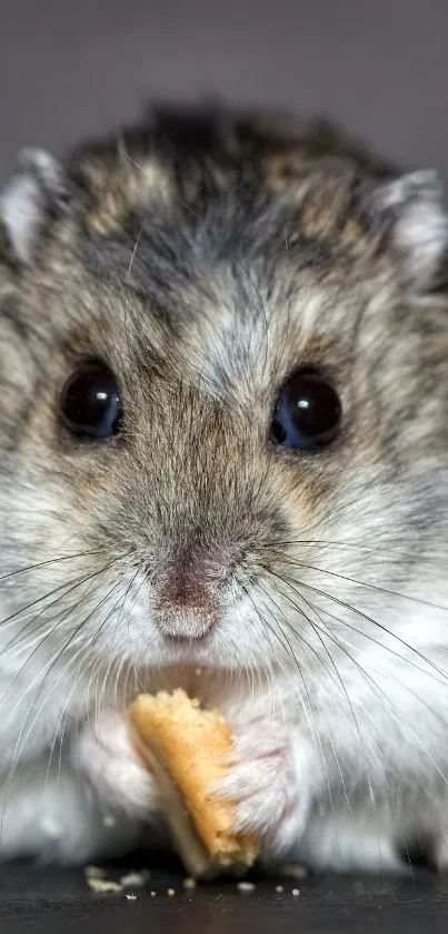 A close-up of a cute hamster nibbling on a snack.