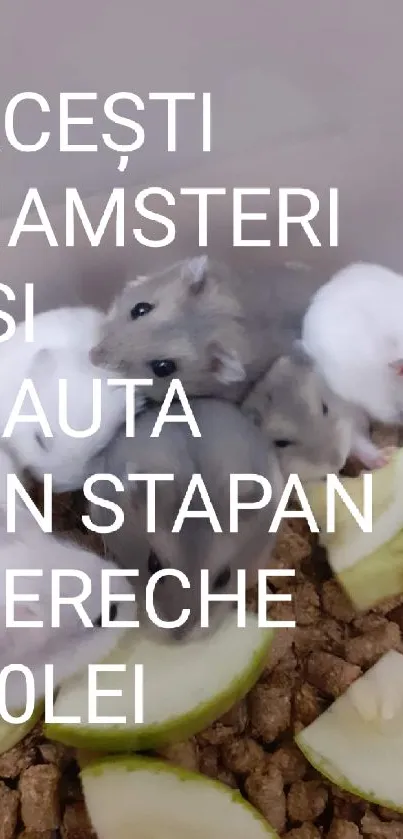 Adorable hamsters on bedding, surrounded by cucumber slices.