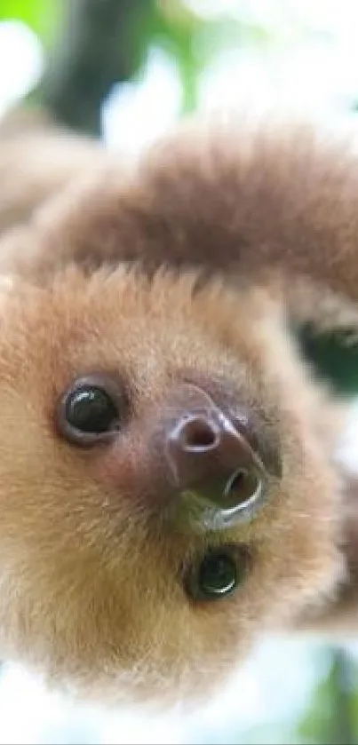 Adorable sloth hanging upside down on a tree branch.