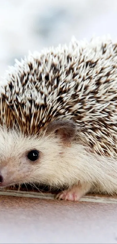 Close-up of a cute hedgehog on a wallpaper background.