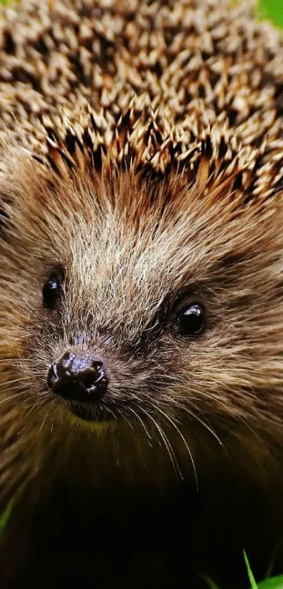 Cute hedgehog in forest setting wallpaper for phones.