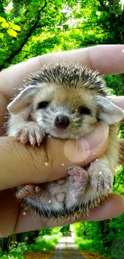 Hedgehog cradled in hands with a forest background on mobile wallpaper.