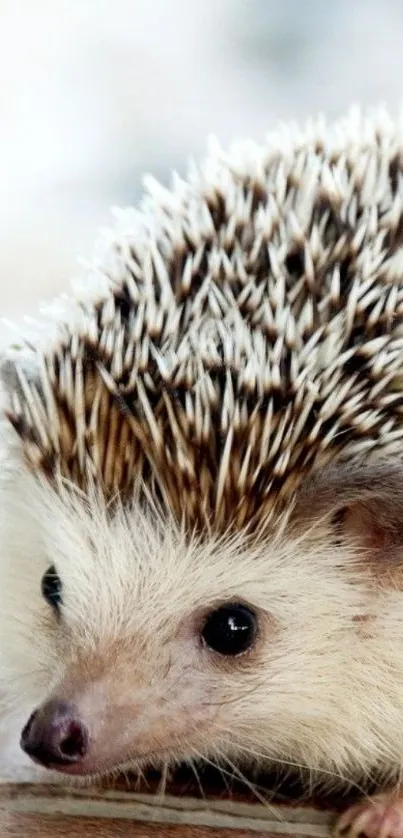 Adorable hedgehog with quills on mobile wallpaper.