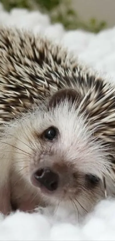 Adorable hedgehog resting on fluffy white surface.