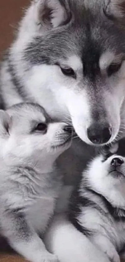 Husky family with puppies cuddling.