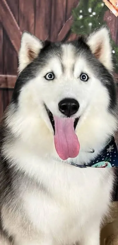 A friendly husky dog with a festive background.