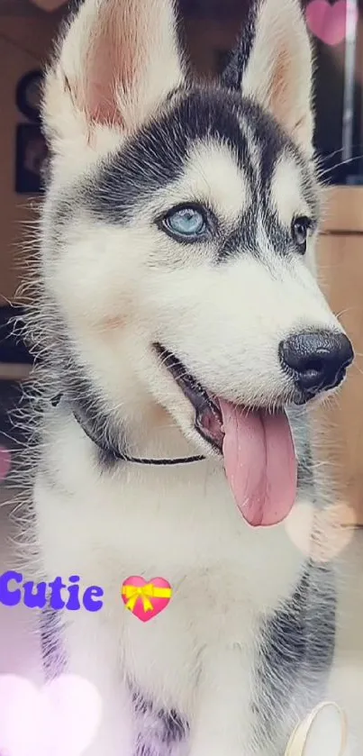 Cute husky puppy with a playful background.