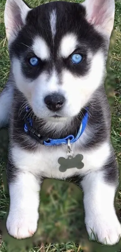 Cute husky puppy with blue eyes sitting on green grass.