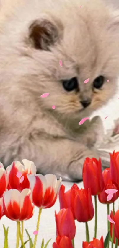 Adorable fluffy kitten with red tulips and pink petals.