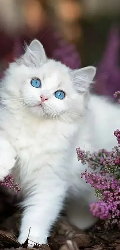 Fluffy white kitten with blue eyes in lavender flowers.