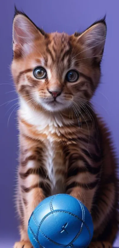 Adorable striped kitten with a blue ball on purple background.