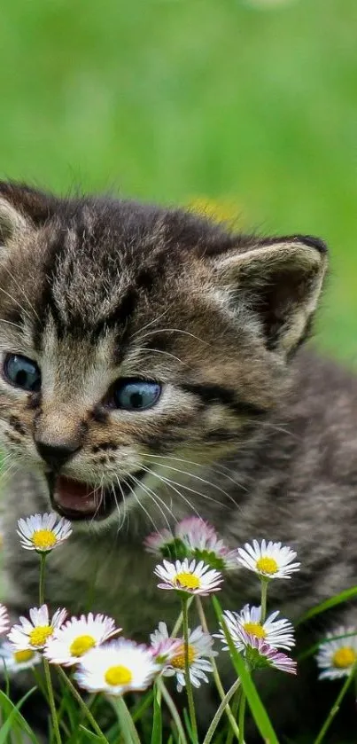 Adorable kitten with daisies in a grassy field, perfect for nature lovers.