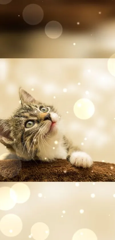 Adorable kitten with bokeh background in soft beige tones.