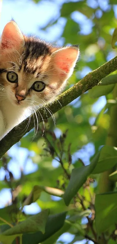 Adorable kitten peeking from a tree among green leaves in the sunlight.