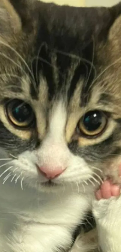 Close-up of an adorable kitten with large eyes and fluffy fur.