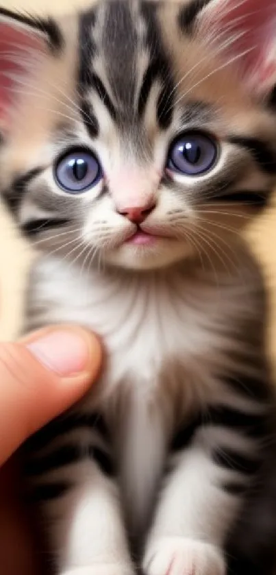 Close-up of a cute kitten with blue eyes and striking fur patterns.