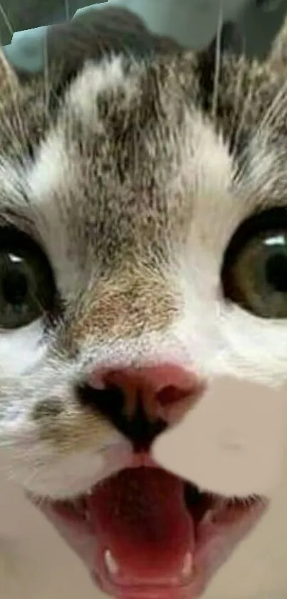 Close-up of a kitten with wide eyes and open mouth in excitement.