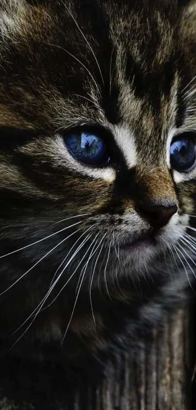 Close-up of an adorable kitten with deep blue eyes and soft fur texture.