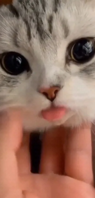 Close-up of an adorable kitten with big eyes and a fluffy face.