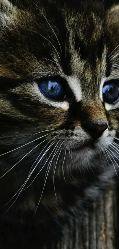 Close-up of a tabby kitten with blue eyes on a wooden background.