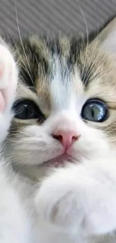 Close-up of an adorable, fluffy kitten with striking blue eyes and soft fur.