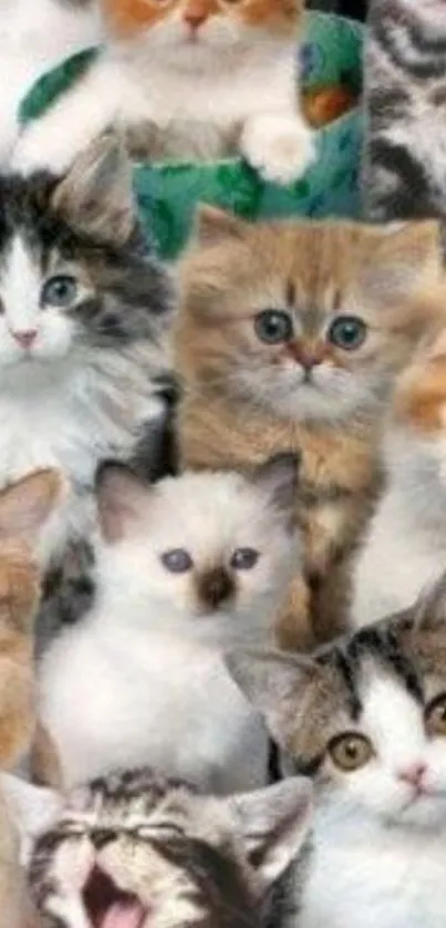 Charming collage of kittens for mobile wallpaper featuring playful feline faces.