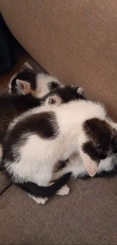 Two black and white kittens sleeping on a brown couch.