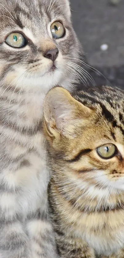 Two adorable kittens sitting close together on a cozy surface.