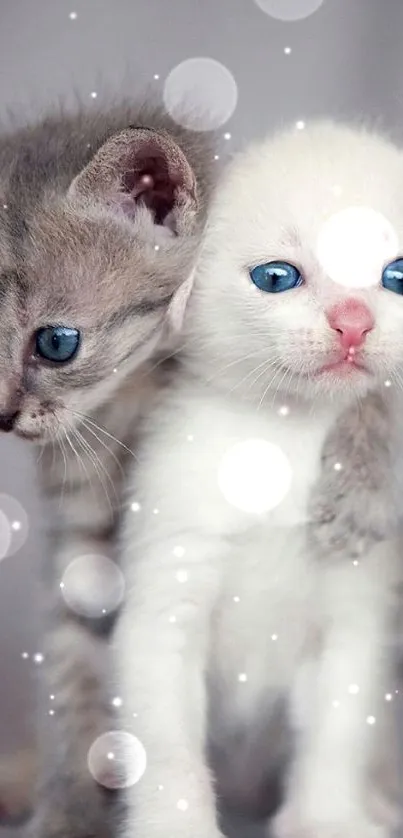 Two adorable kittens with blue eyes on a grey background.