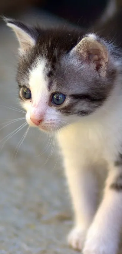 Two adorable kittens with fuzzy striped fur on a cozy background.