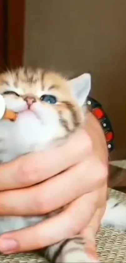 Cute kitten being gently bottle-fed in a cozy setting.