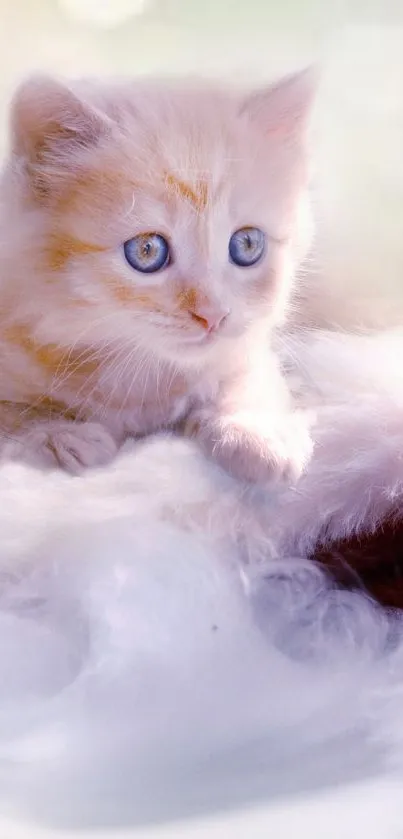 Fluffy kitten with blue eyes on a soft background.