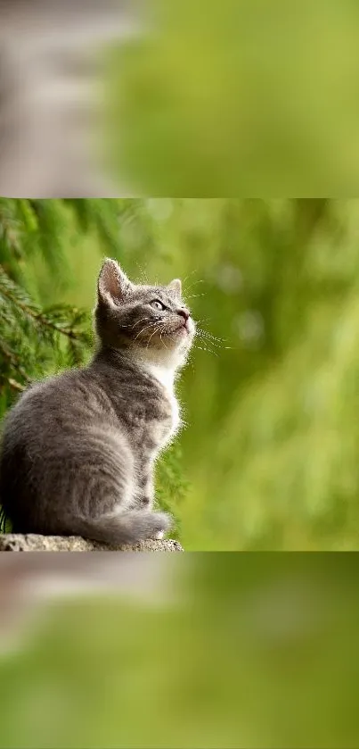 Gray kitten sitting in lush green forest.