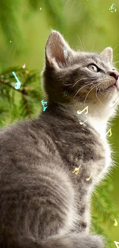 Gray kitten gazing in lush green forest wallpaper.