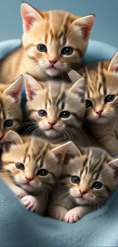 Seven cute kittens snuggle on a soft blue blanket in this mobile wallpaper.