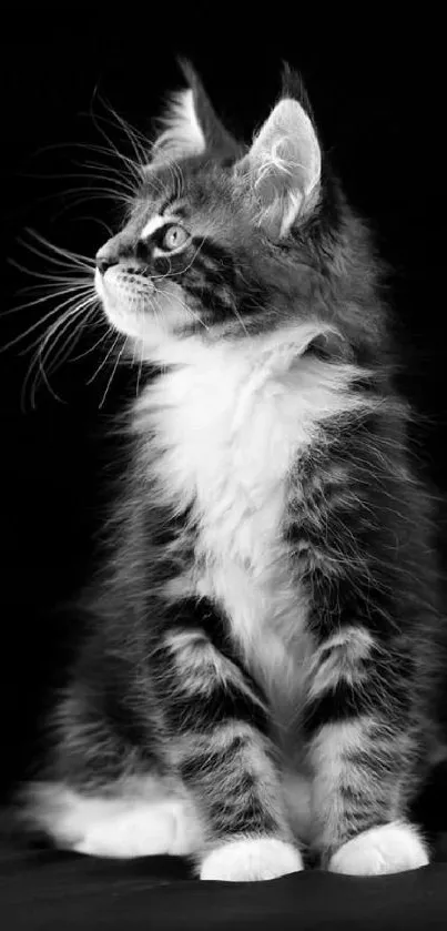 Black and white kitten sitting with a dark background.