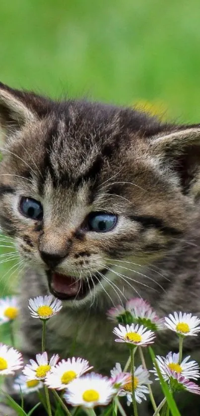 Cute kitten surrounded by garden flowers on a fresh green background.