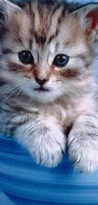 Charming kitten sitting in a blue bowl with a sweet expression.