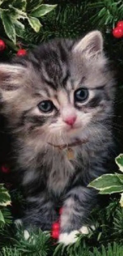 Fluffy kitten nestled in festive Christmas greenery with red berries.