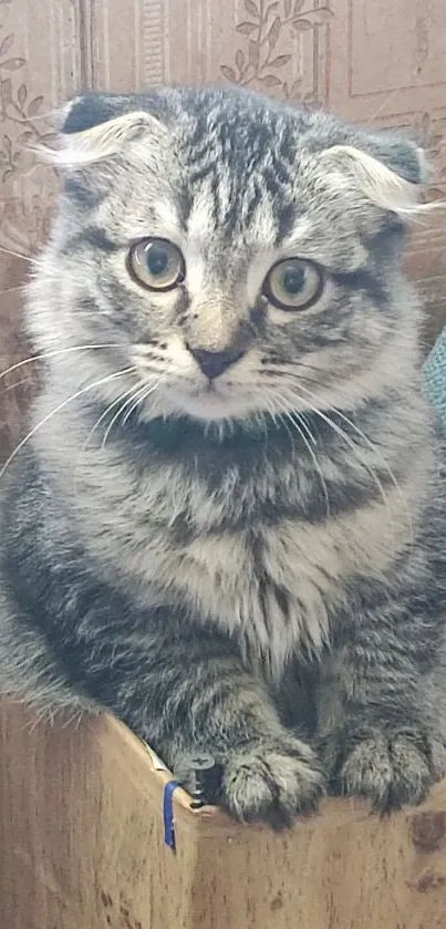 Adorable gray kitten sitting in a box.