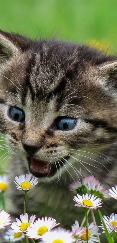 Adorable tabby kitten amidst daisies in a green meadow wallpaper.