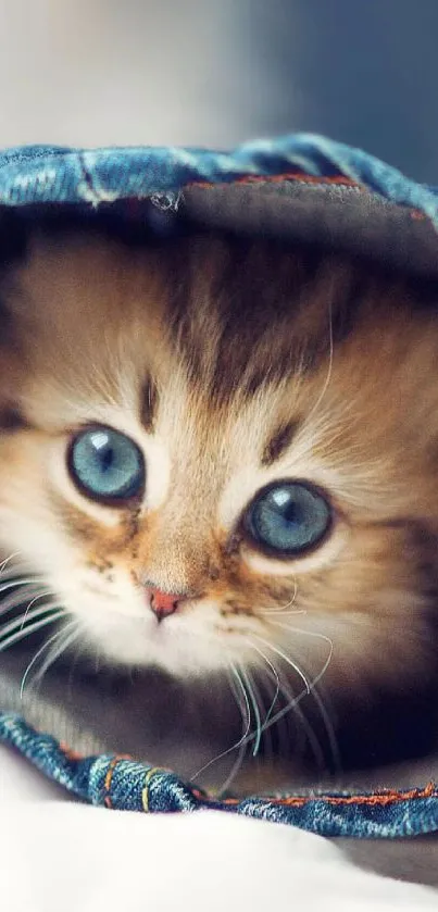 Adorable kitten with blue eyes in denim pocket.