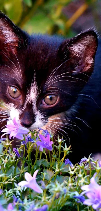 Curious black kitten sniffing purple flowers in a lush garden.