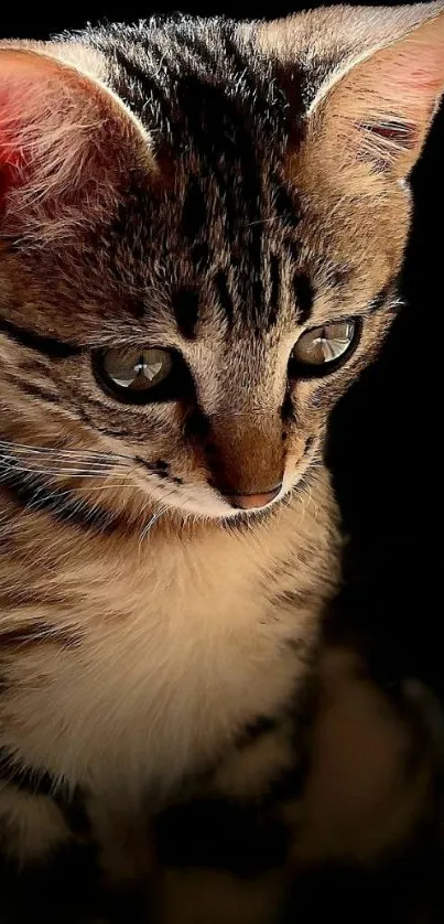 Cute brown tabby kitten with captivating eyes on dark background.