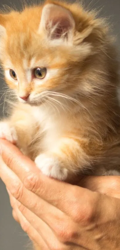 Orange fluffy kitten held gently in hands.