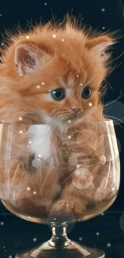 Cute orange kitten sitting inside a glass.